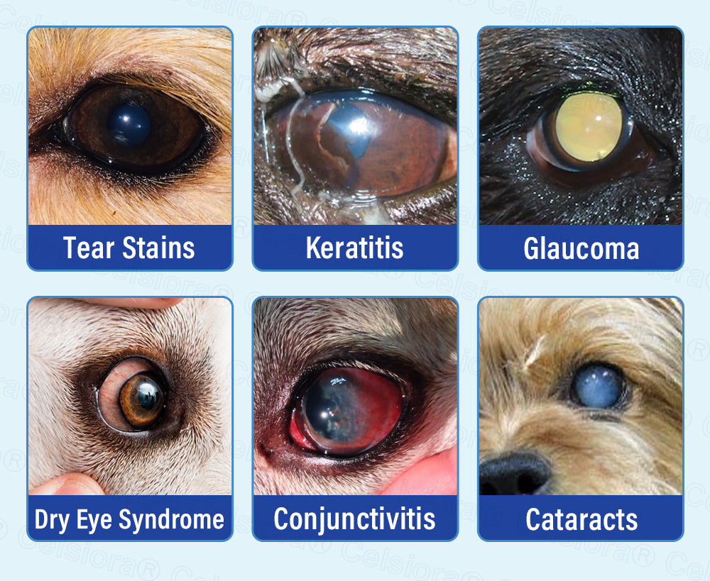 👩‍⚕️Celsiora® MicroActive Pet Eye Drops ✅ FDA Approved | Relieves Conjunctivitis, Dry Eyes, Cataracts